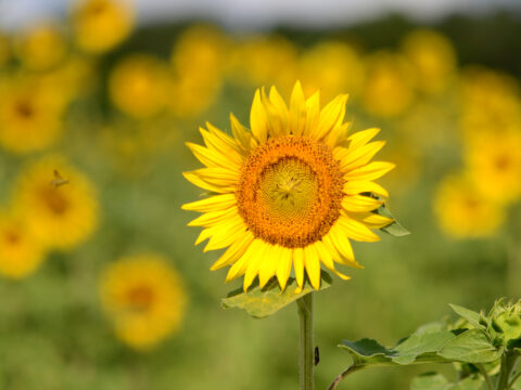 Agritourism in Dunnellon Florida, Sunflower Picking