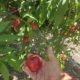 Gissy's U-Pick Blueberry, Peach, and Nectarine Farm & Plant Nursery